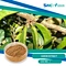 Great Quality Ceratonia Siliqua L Carob Tree Extract 95% D-Pinnitol